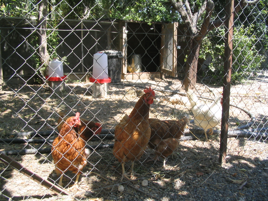 chickens chickens