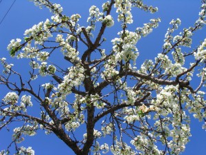 Plum blossom