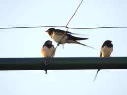 Swallows3