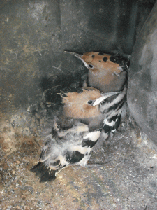 baby-hoopoes