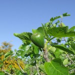 Who'll be eating Figs soon ?