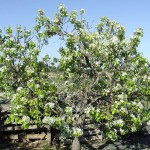 One of our Pear trees in blossom