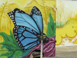 Close up Butterfly